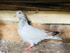 pigeon