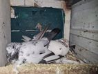 Pigeon