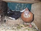 Pigeon