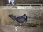Pigeons