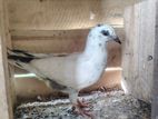 Pigeon