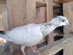 Pigeon