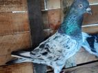 Pigeon