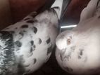 Pigeon