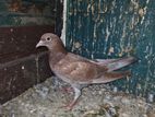 Pigeon