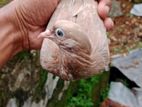 Pigeon
