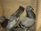 Pigeons