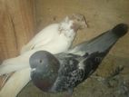 Pigeon