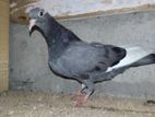 Pigeon