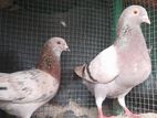 Pigeons