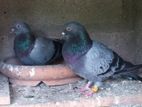 Pigeons