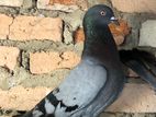 Pigeon