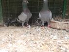 Pigeons