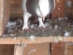 Pigeon