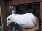 Pigeon