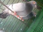 Pigeon
