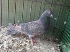 Pigeon