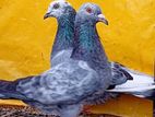 Pigeons