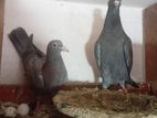 Pigeons