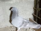 Pigeon