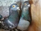 Pigeons
