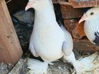 Pigeon