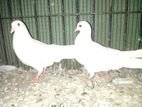Pigeons