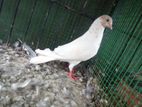 Pigeons