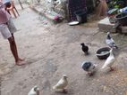 Pigeons