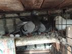 Pigeons