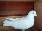 Pigeon