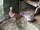 Pigeon