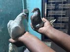 Pigeons