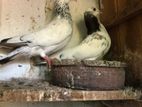 Pigeon