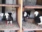 Pigeon