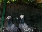 Pigeon