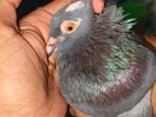 Pigeons