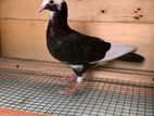 pigeon