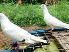 pigeon