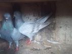 Pigeon