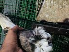 Pigeon