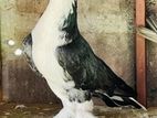 Pigeon