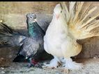 Pigeon