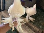 Pigeon