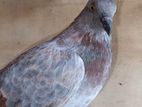 pigeon