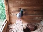Pigeon