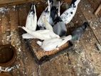 Pigeon