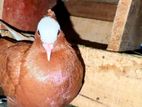 Pigeon