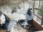 Pigeon