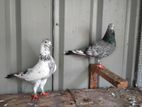 Pigeons